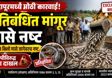 इंदापूरमध्ये ३२०० किलो प्रतिबंधित मांगूर मासे नष्ट; आरोपीविरुद्ध गुन्हा दाखल