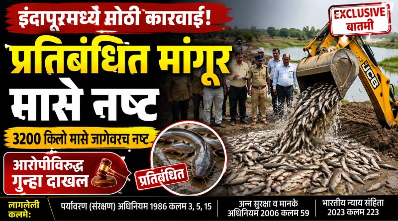 इंदापूरमध्ये ३२०० किलो प्रतिबंधित मांगूर मासे नष्ट; आरोपीविरुद्ध गुन्हा दाखल