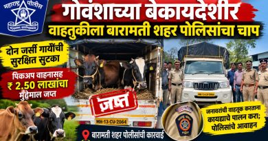 गोवंशाच्या बेकायदेशीर वाहतुकीवर बारामती शहर पोलिसांची कारवाई; दोन गायींची सुटका