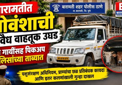 बारामतीत गोवंशाची अवैध वाहतूक उघड; तीन गायींसह पिकअप पोलिसांच्या ताब्यात बारामतीत गोवंशाची अवैध वाहतूक उघड; तीन गायींसह पिकअप पोलिसांच्या ताब्यात