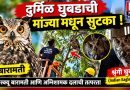 बारामतीत ५० फुटांवरील झाडावर अडकलेल्या दुर्मिळ शृंगी घुबडाची सुटका!