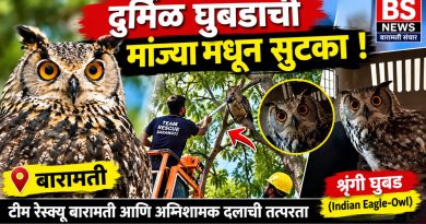 बारामतीत ५० फुटांवरील झाडावर अडकलेल्या दुर्मिळ शृंगी घुबडाची सुटका!