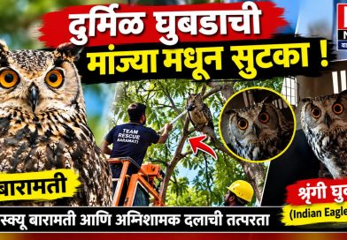 बारामतीत ५० फुटांवरील झाडावर अडकलेल्या दुर्मिळ शृंगी घुबडाची सुटका!