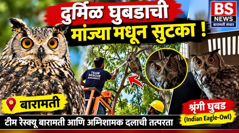 बारामतीत ५० फुटांवरील झाडावर अडकलेल्या दुर्मिळ शृंगी घुबडाची सुटका!